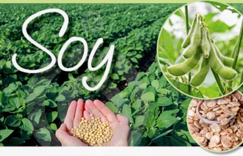 Why Choose Soy Wax? The Benefits of Soy Wax Candles and Wax Melts